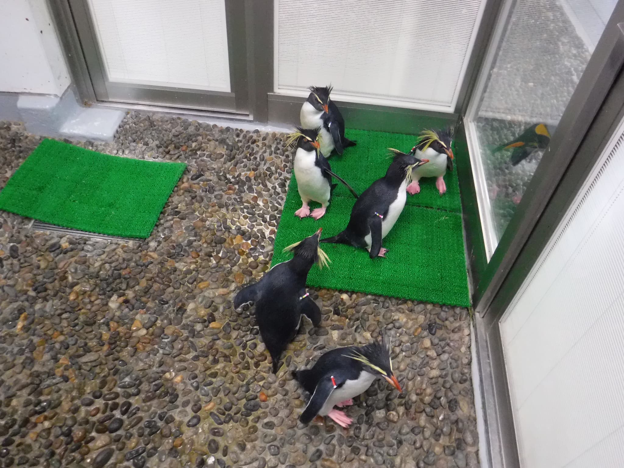 キタイワトビペンギン
