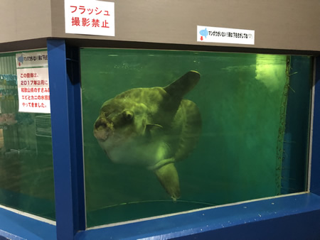 マンボウ 越前松島水族館公式サイト 見て ふれて 楽しく学べる日本海の国定公園に面した水族館